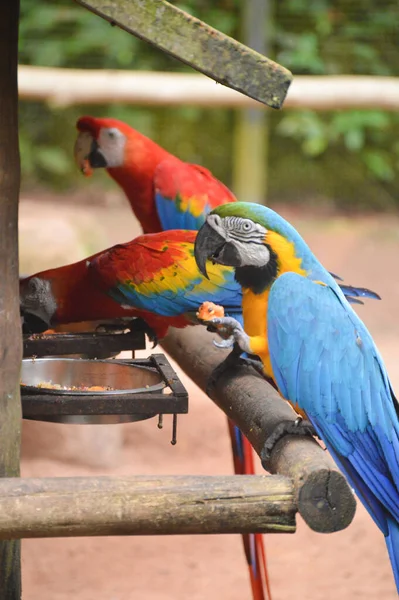 Guacamayo Rojo Azul Guacamayo Amarillo Azul Loro Grande Ara Arararauna —  Fotos de Stock