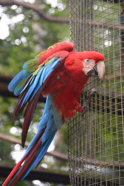 赤と青のマコー ビッグオウム アララルーナ ブラジルの大オウム — ストック写真