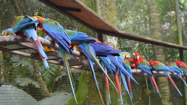 Macaw - Brezilya rengarenk kuşu
