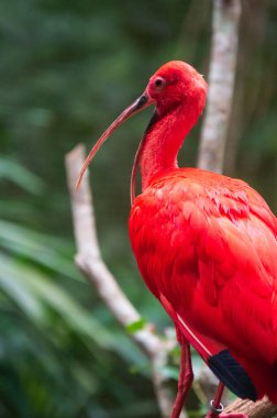 Guara Kuşu Iguassu Şelalesinde