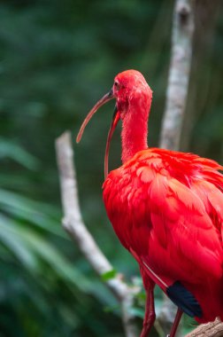 Guara Kuşu Iguassu Şelalesinde