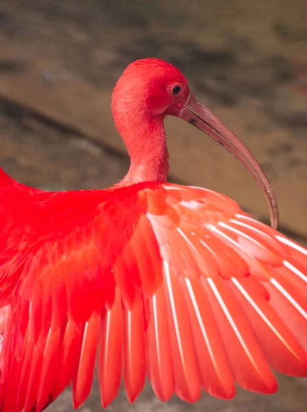 Guara Kuşu Iguassu Şelalesinde