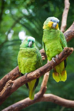 Ağaçtaki papağanlar, Iguassu Şelaleleri.