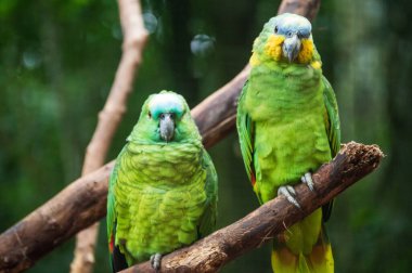 Ağaçtaki papağanlar, Iguassu Şelaleleri.