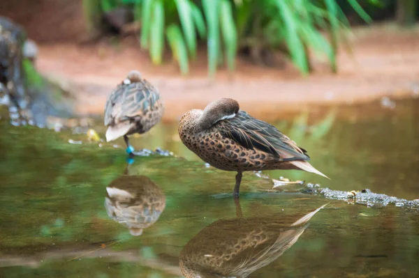 Beyaz yanaklı Pintail kuşu, Iguassu Şelalesinde.