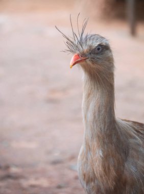 Iguassu Şelalesi 'nde seriema kuşu
