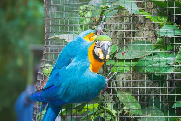 Iguassu Şelalesi 'nde Macaw kuşu.