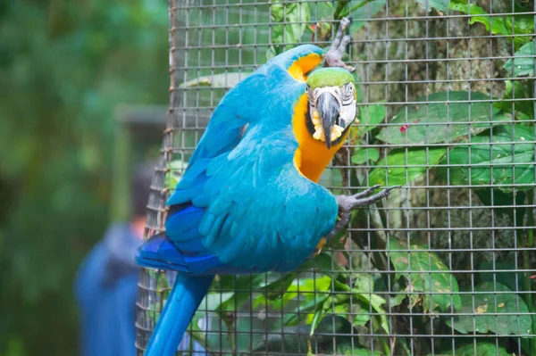 Iguassu Şelalesi 'nde Macaw kuşu.
