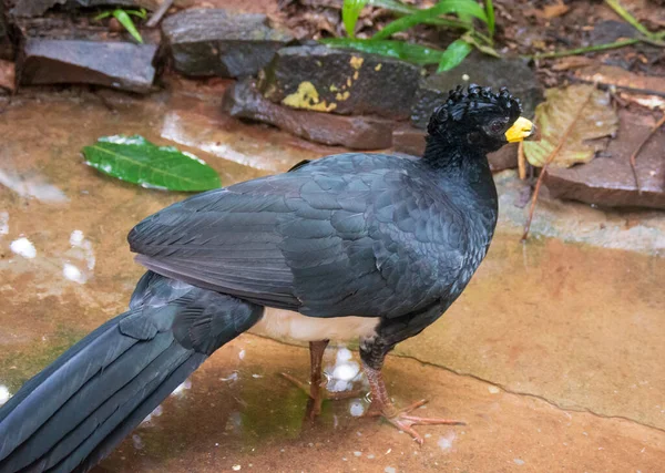 Iguassu Şelalesi 'nde çıplak yüzlü Curassow kuşu