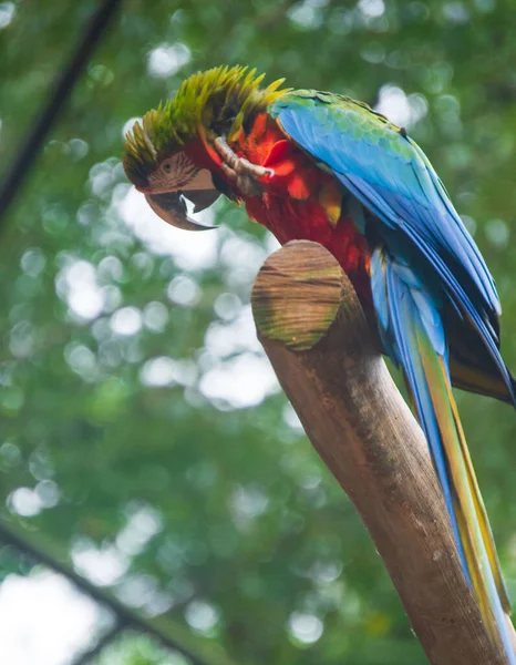 Iguassu Şelalesi 'nde Macaw kuşu.