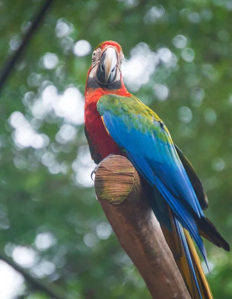 Iguassu Şelalesi 'nde Macaw kuşu.