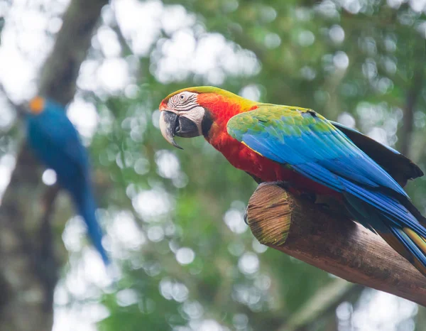 Iguassu Şelalesi 'nde Macaw kuşu.