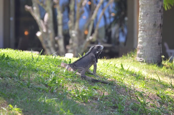 gri çimen üzerinde kertenkele