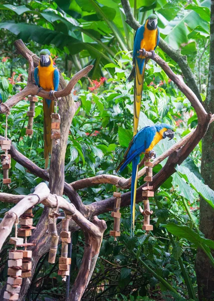 Iguassu Şelalesi 'nde Macaw kuşu.