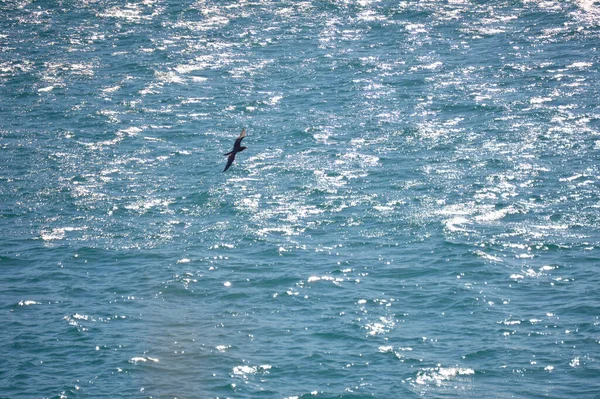 Bird flying all over the ocean