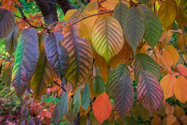 Kleurrijk Herfstbladerpatroon — Stockfoto