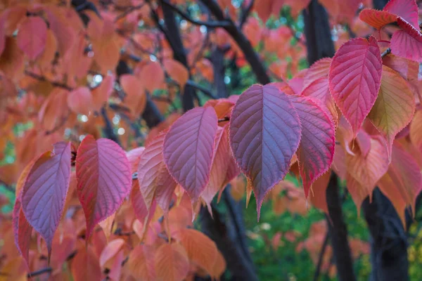 Kleurrijk Herfstbladerpatroon — Stockfoto