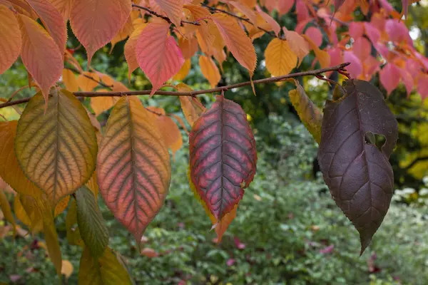 Kleurrijk Herfstbladerpatroon — Stockfoto