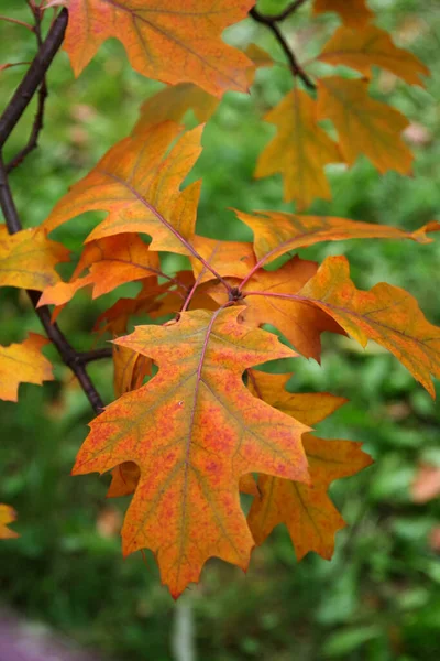 Orangefarbenes Eichenblatt Hängt Einem Baum — Stockfoto