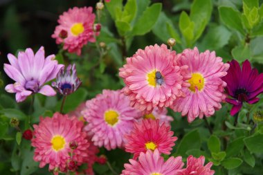 Kırmızı akarsular yeşil arka planda izole edildi