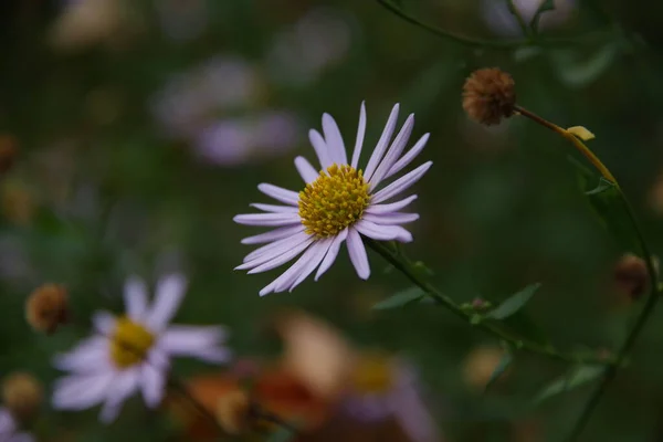 Flojas Violetas Aisladas Fondo Verde Borroso — Foto de Stock