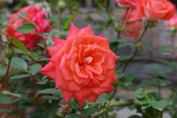 Schöne Rote Rosen Auf Dem Grünen Hintergrund — Stockfoto