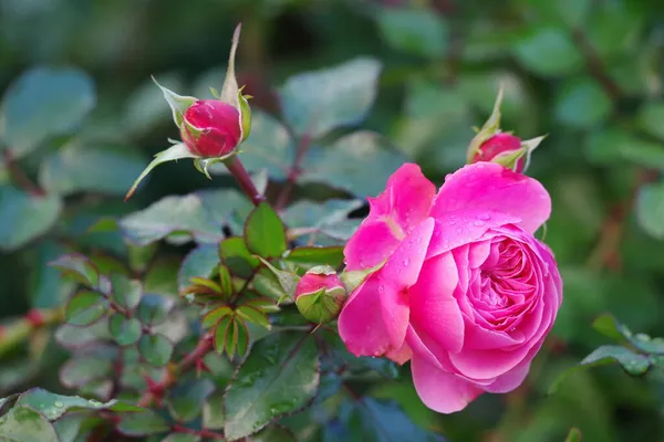 Różowa Róża Zielonym Tle — Zdjęcie stockowe