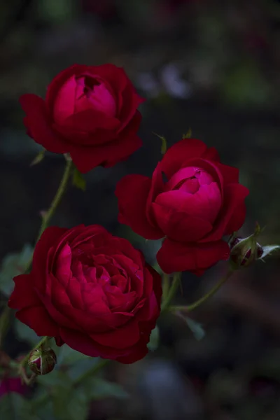 Piękne Czerwone Róże Zielonym Tle — Zdjęcie stockowe
