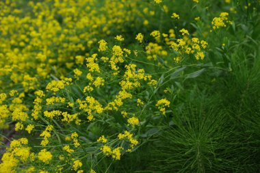 Sarı renkli Barbarea vulgaris deseni, diğer adıyla Wintercress.