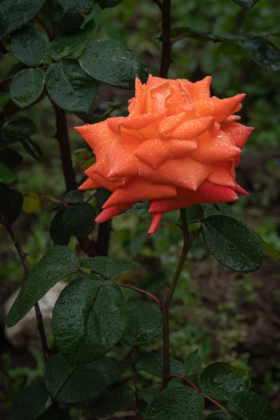 Piękna Pomarańczowa Róża Kroplami Wody Zbliżenie Zielonym Tle — Zdjęcie stockowe
