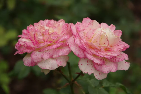 Dwie Piękne Różowe Róże Zielonym Tle — Zdjęcie stockowe