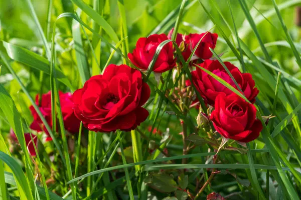 Piękne Czerwone Kwiaty Róży Wśród Zielonej Trawy — Zdjęcie stockowe