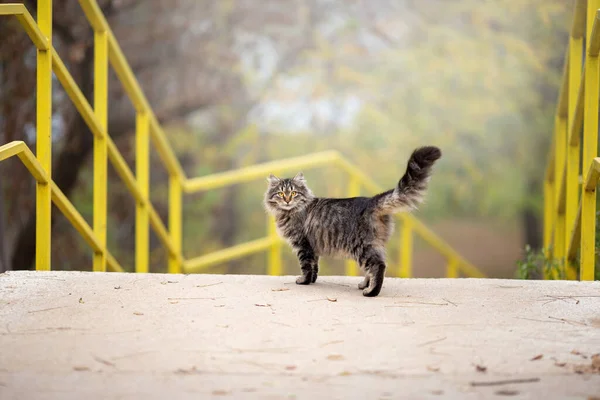 Ładny Kot Ulicy — Zdjęcie stockowe