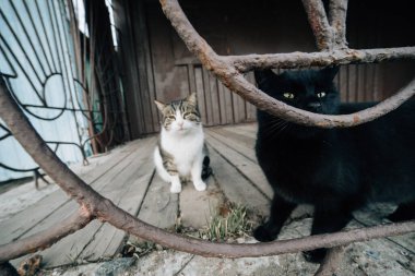 Kedi sokakta oturuyor.