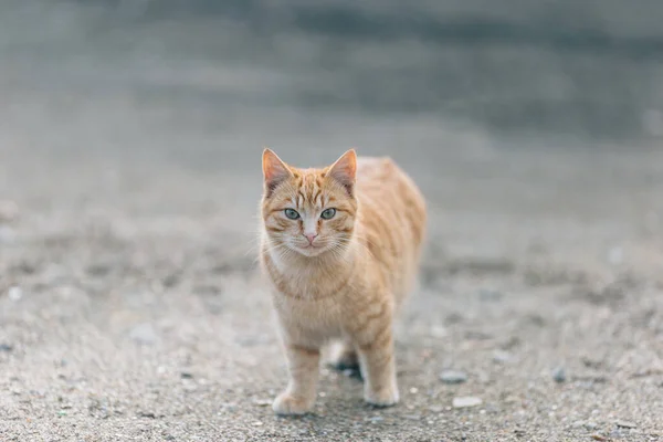 Söt Katt Stranden — Stockfoto