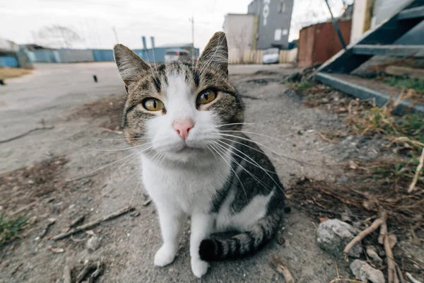 Svart Katt Gatan — Stockfoto