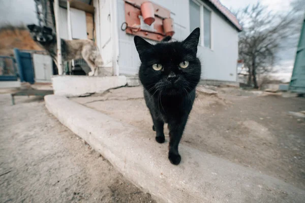 Czarny Kot Ulicy — Zdjęcie stockowe