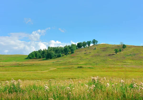 Summer steppe in a hilly area under a clear blue sky. Siberia, Russia