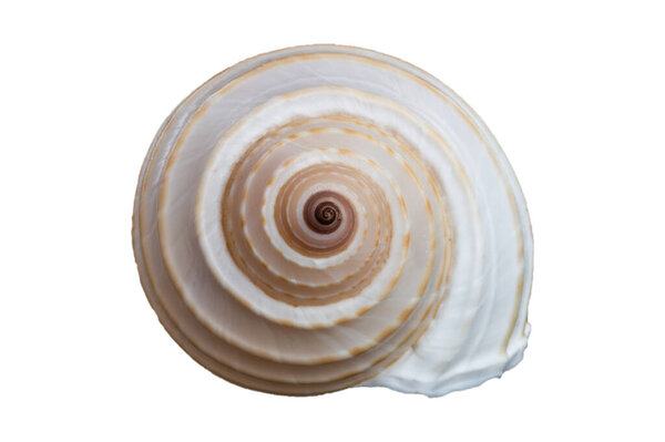 двухцветная оболочка на белом фоне