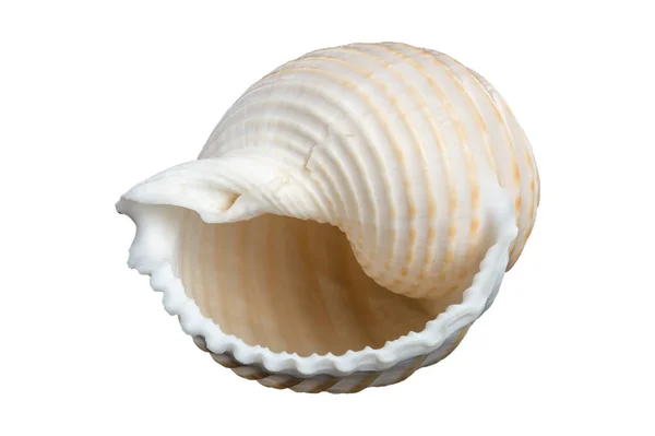 Shell de dois tons em um fundo branco — Fotografia de Stock