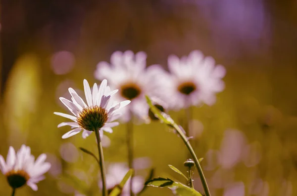 Plusieurs marguerites sur le terrain — Photo