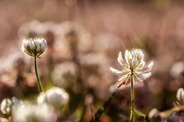 Le trèfle blanc pousse sur le terrain — Photo