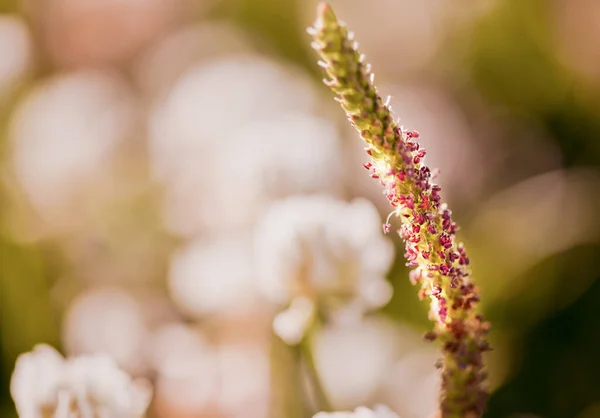 Plantain fleur sur le fond du champ — Photo