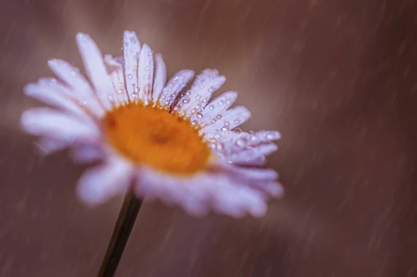 Manzanilla blanca bajo la lluvia — Foto de Stock