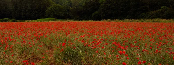 Flower Meadow Field Background Banner Panorama Beautiful Flowers Poppies Papaver — Stock Photo, Image