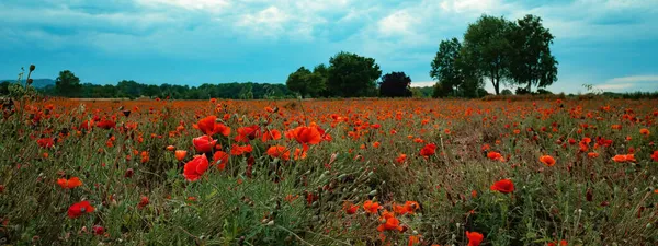 Bloemenweide Veld Achtergrond Banner Panorama Mooie Bloemen Van Papaver Rhoeas — Stockfoto