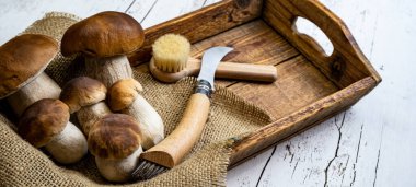 Taze orman mantarları, Boletus edulis (King bolete), penny bun, cep, porcini, mantar bıçağı ve mantar fırçası beyaz eski püskü masa üzerinde ahşap tablet, üst görünüm panorama