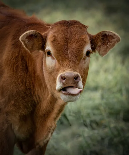 有趣的动物宝宝背景 幼小的奶牛 舌头伸出 在草地上 — 图库照片