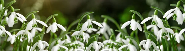 Білі Свіжі Засніжені Квіти Galanthus Зеленій Луці Сонячному Саду Панорама — стокове фото