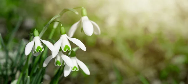 Weiße Frische Schneeglöckchen Blühen Galanthus Auf Der Grünen Wiese Sonnigen — Stockfoto